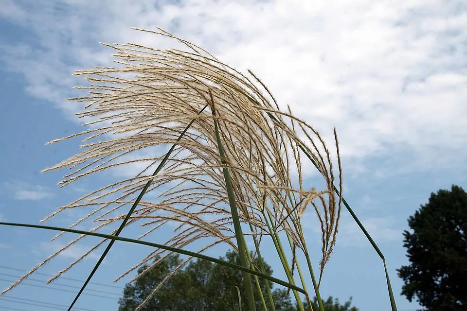 Sötétrózsaszín tollú elefántfű / Miscanthus sinensis 'Pink Cloud'