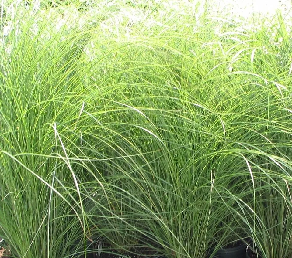 Sötétrózsaszín tollú elefántfű / Miscanthus sinensis 'Pink Cloud'