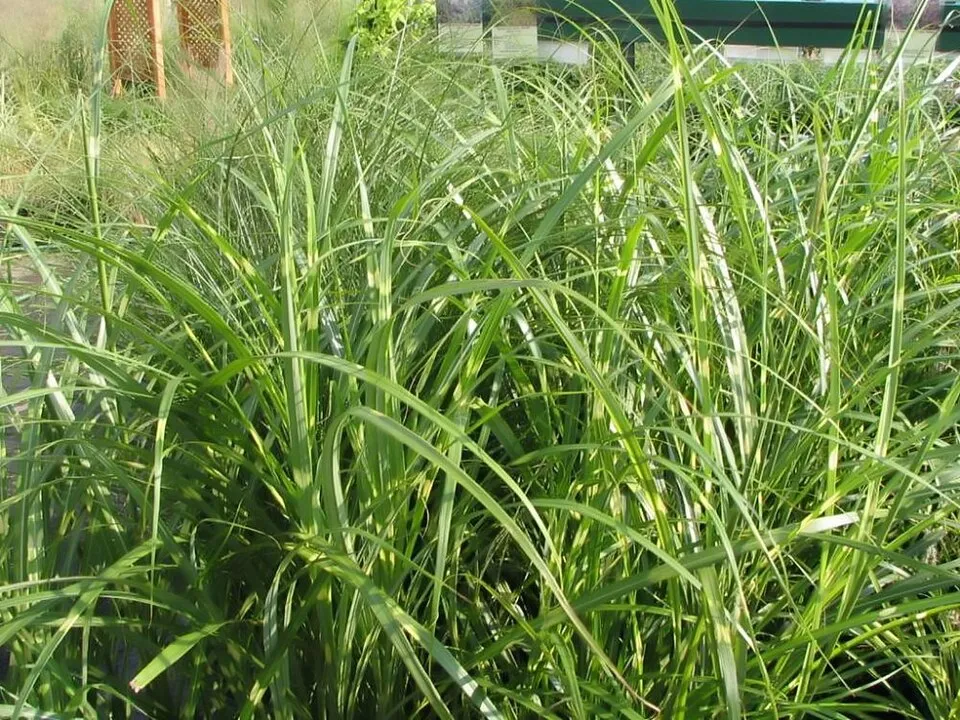 Sötétrózsaszín tollú elefántfű / Miscanthus sinensis 'Pink Cloud'