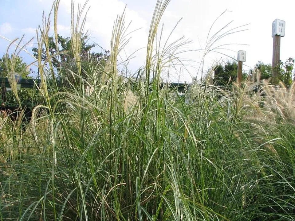 Sötétrózsaszín tollú elefántfű / Miscanthus sinensis 'Pink Cloud'