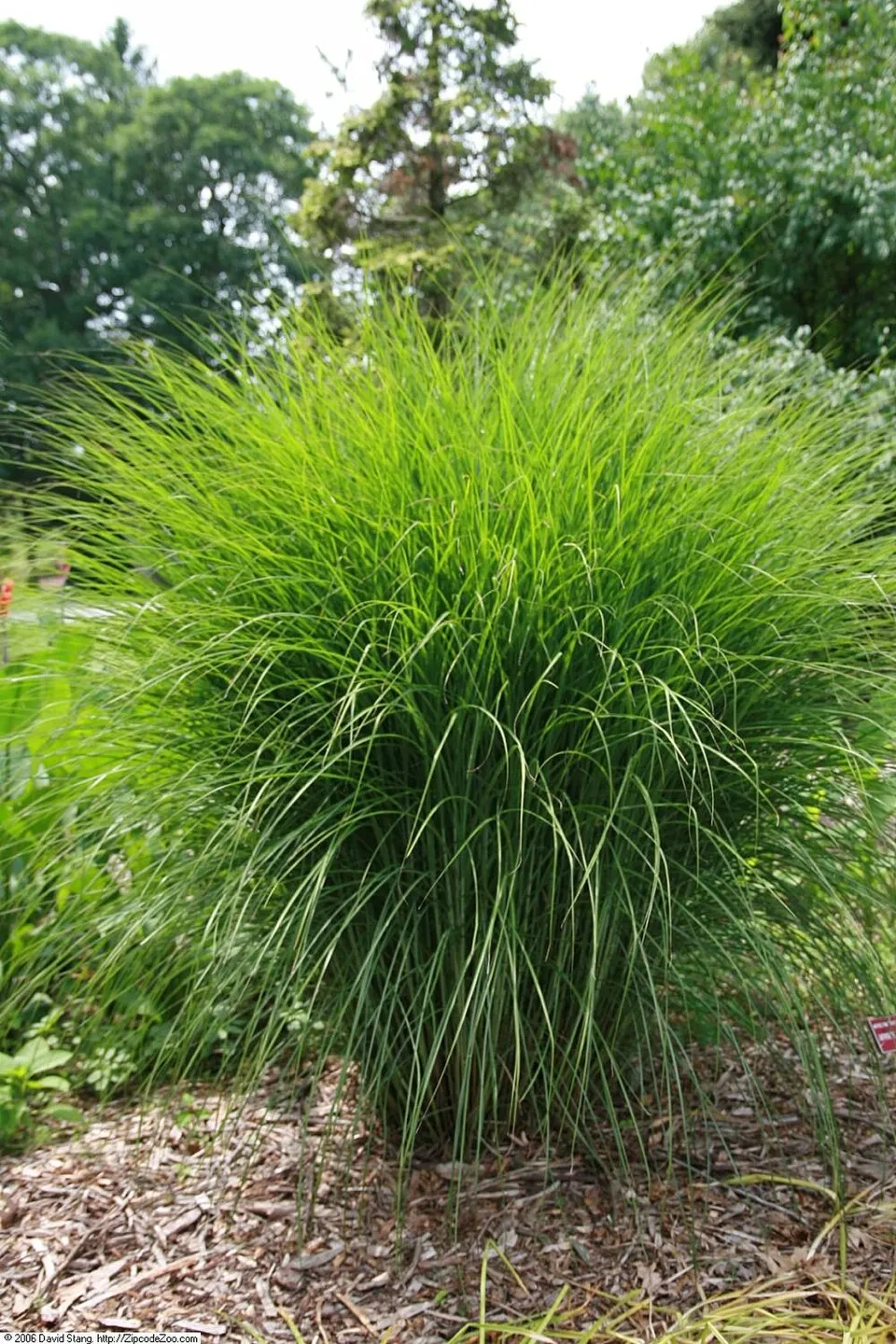 Sötétrózsaszín tollú elefántfű / Miscanthus sinensis 'Pink Cloud'