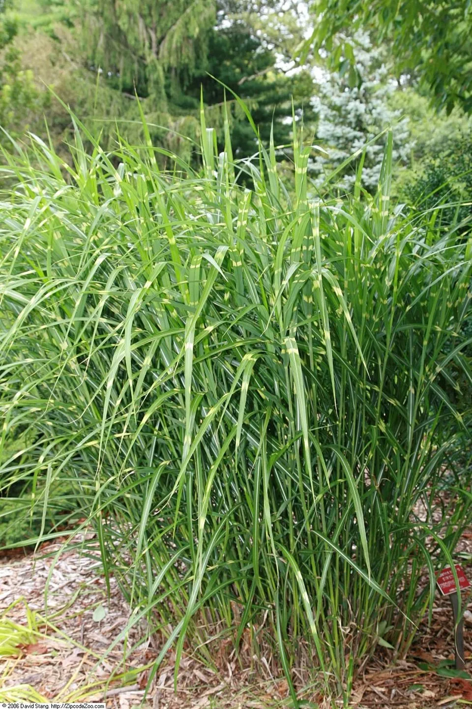 Zebranád / Miscanthus sinensis 'Strictus'