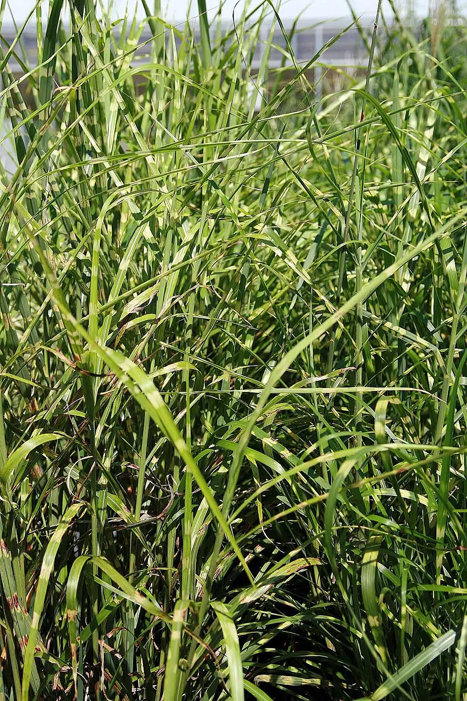 Zebranád / Miscanthus sinensis 'Strictus'