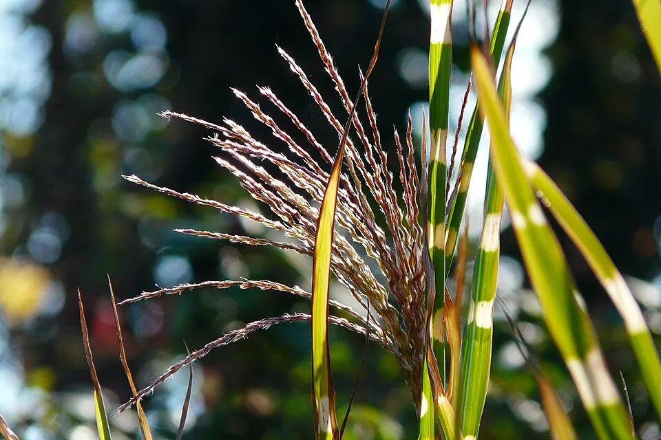 Zebranád / Miscanthus sinensis 'Strictus'
