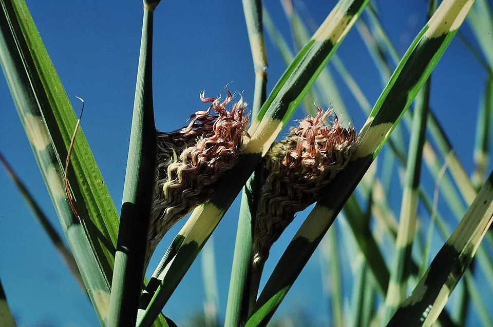 Zebranád / Miscanthus sinensis 'Strictus'