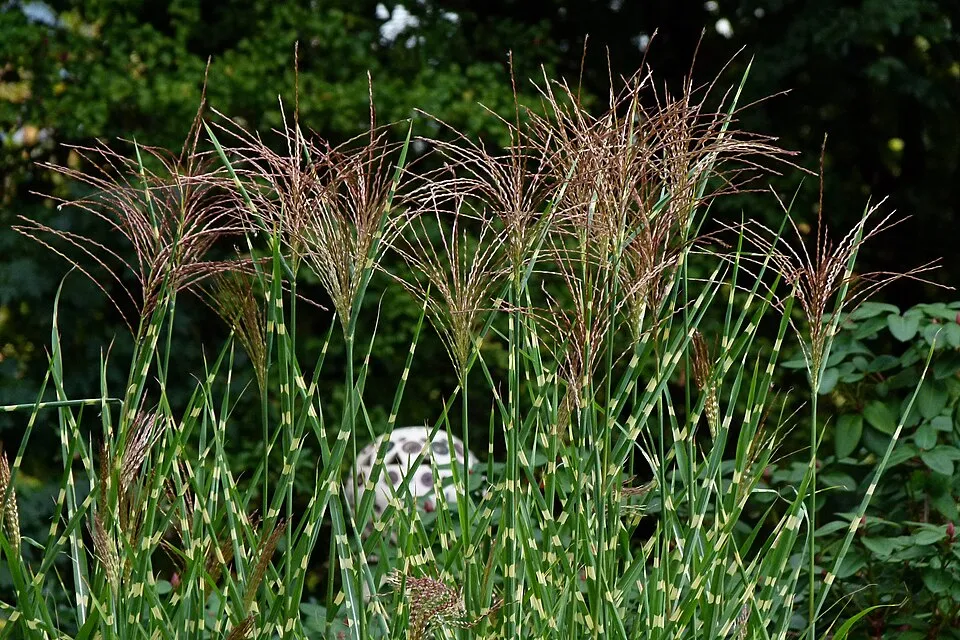 Zebranád / Miscanthus sinensis 'Strictus'