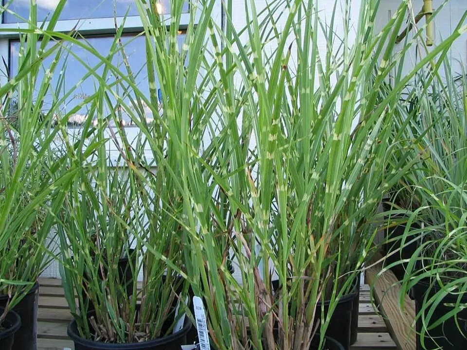 Zebranád / Miscanthus sinensis 'Strictus'