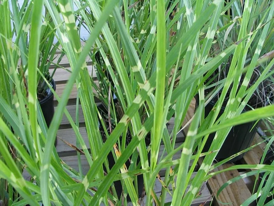Zebranád / Miscanthus sinensis 'Strictus'