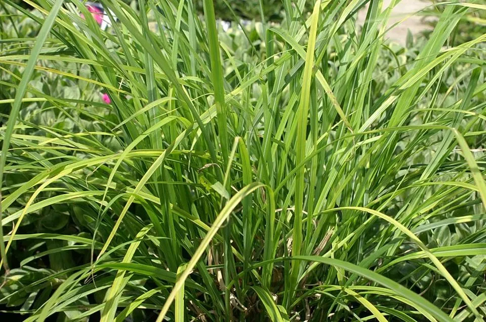 Zebranád / Miscanthus sinensis 'Strictus'