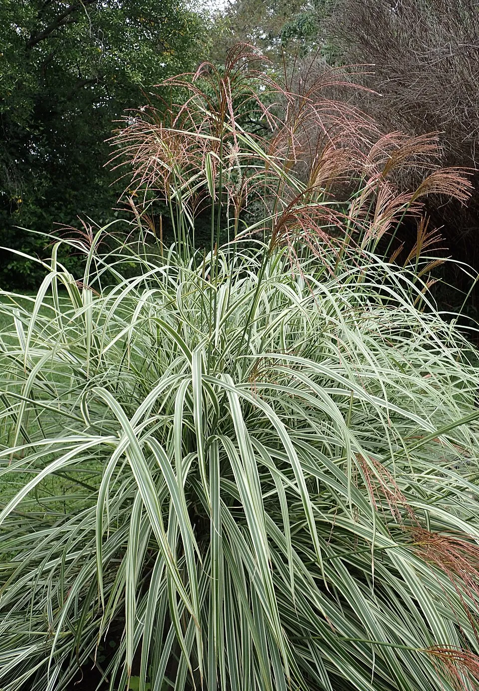Ezüstös-barnás tollú kínai virágosnád / Miscanthus sinensis 'Variegatus'