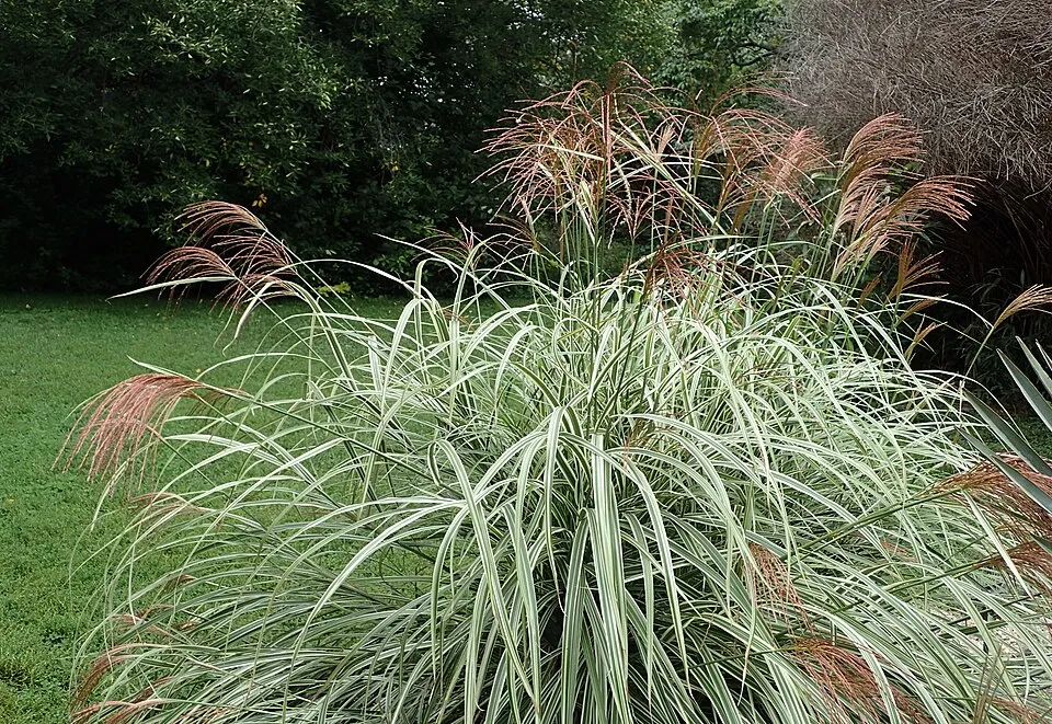 Ezüstös-barnás tollú kínai virágosnád / Miscanthus sinensis 'Variegatus'