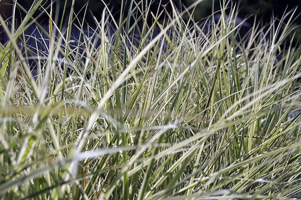Ezüstös-barnás tollú kínai virágosnád / Miscanthus sinensis 'Variegatus'