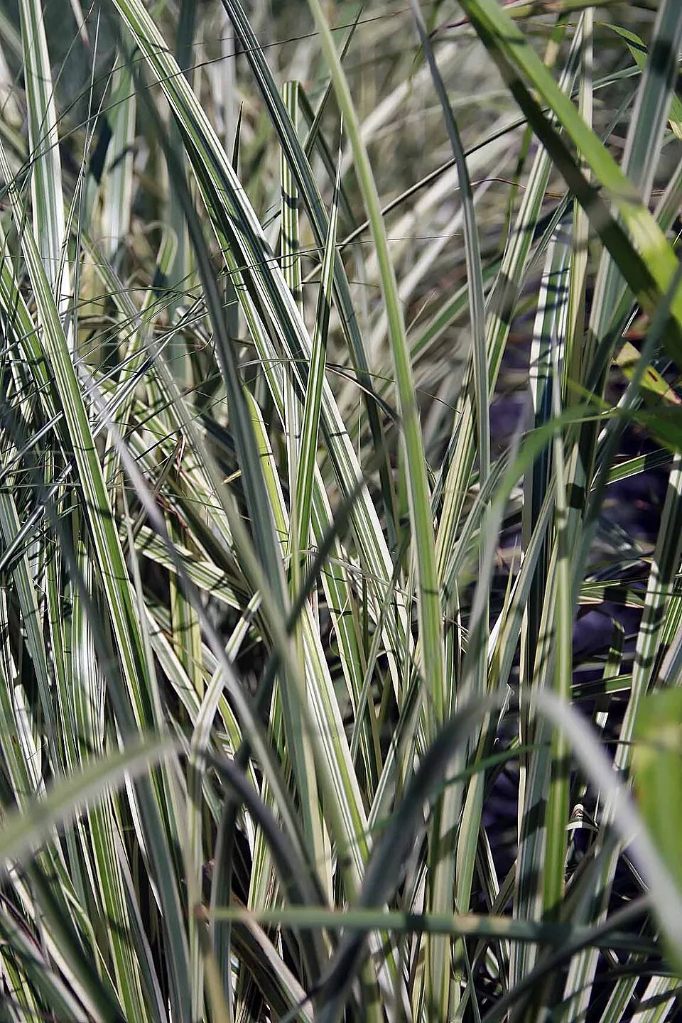 Ezüstös-barnás tollú kínai virágosnád / Miscanthus sinensis 'Variegatus'