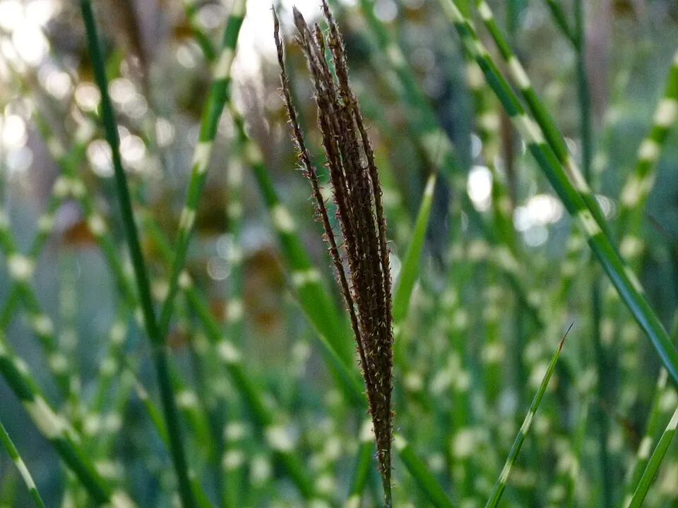 Csíkos zebrafű / Miscanthus sinensis 'Zebrinus'