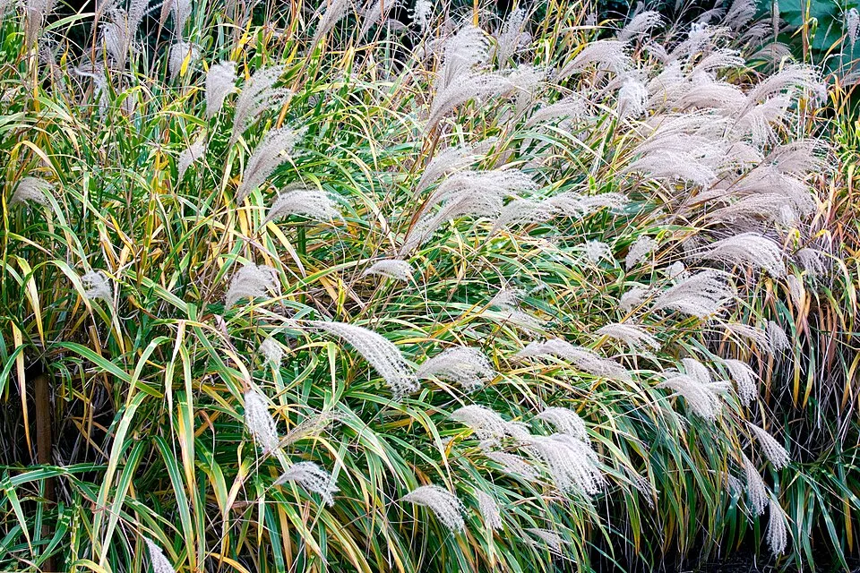 Csíkos zebrafű / Miscanthus sinensis 'Zebrinus'