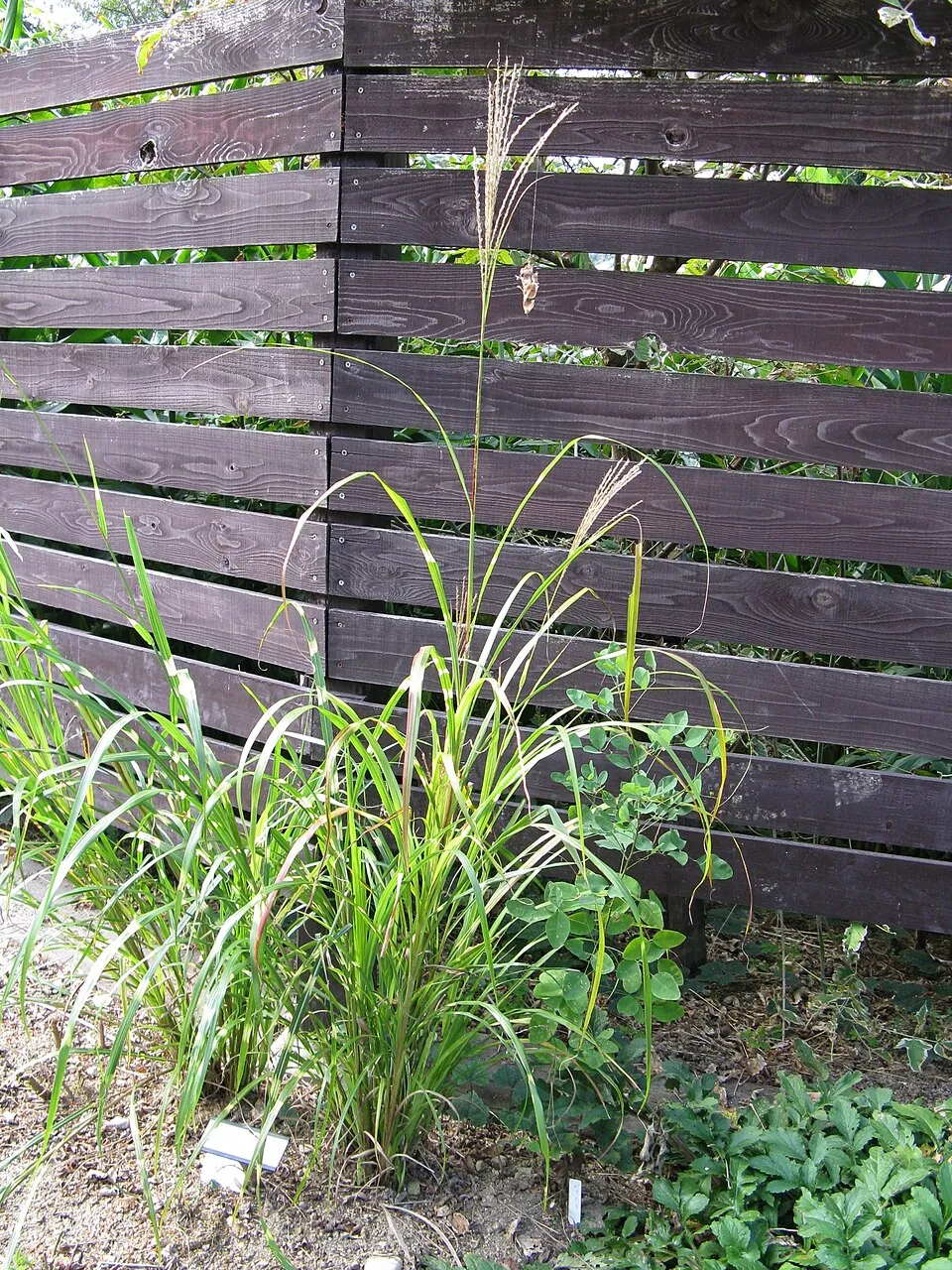 Csíkos zebrafű / Miscanthus sinensis 'Zebrinus'