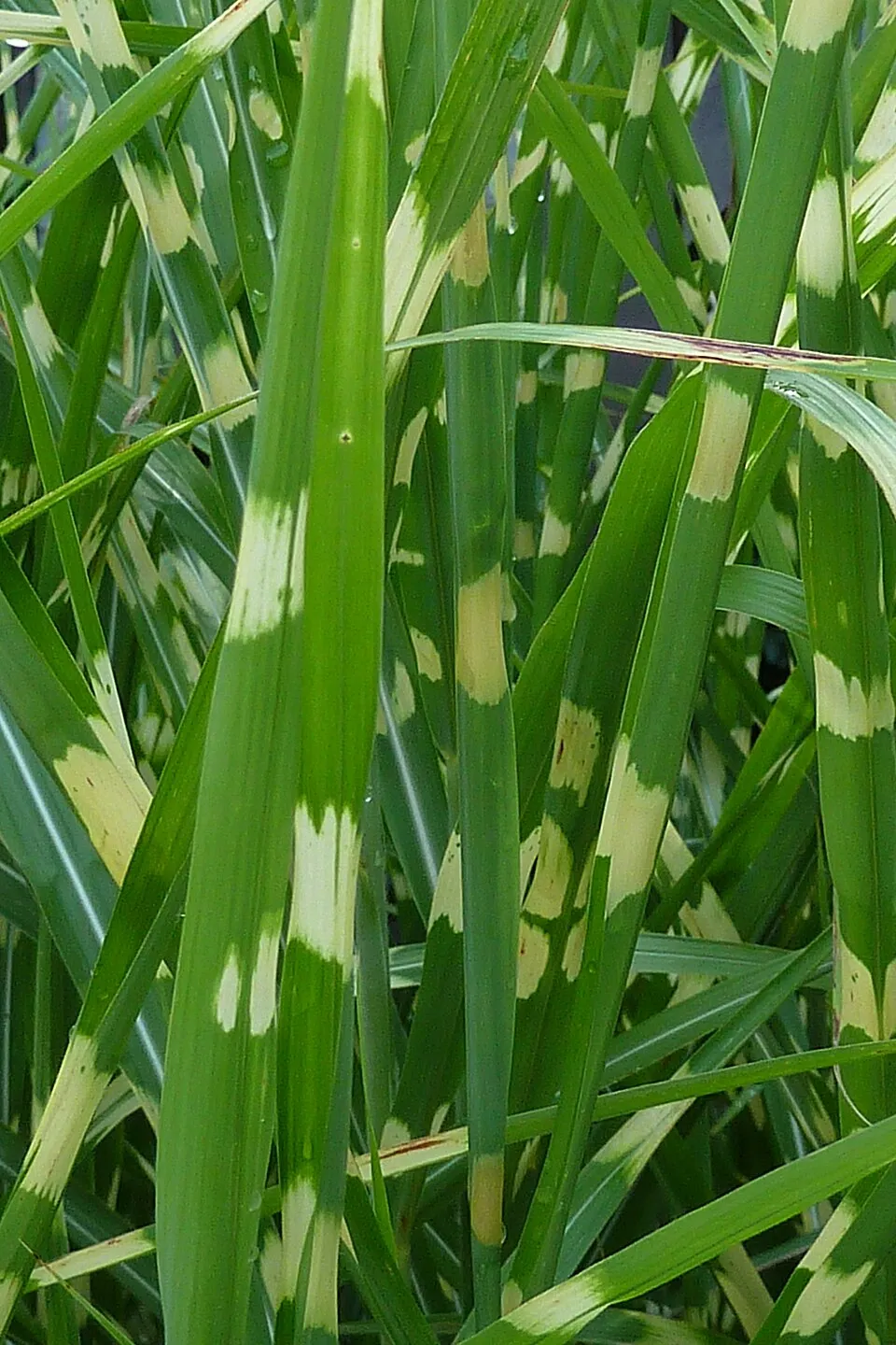 Csíkos zebrafű / Miscanthus sinensis 'Zebrinus'