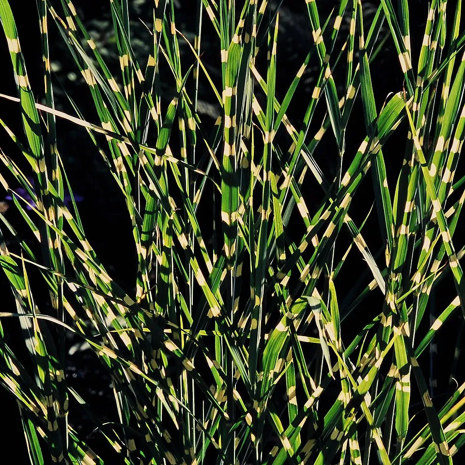 Csíkos zebrafű / Miscanthus sinensis 'Zebrinus'