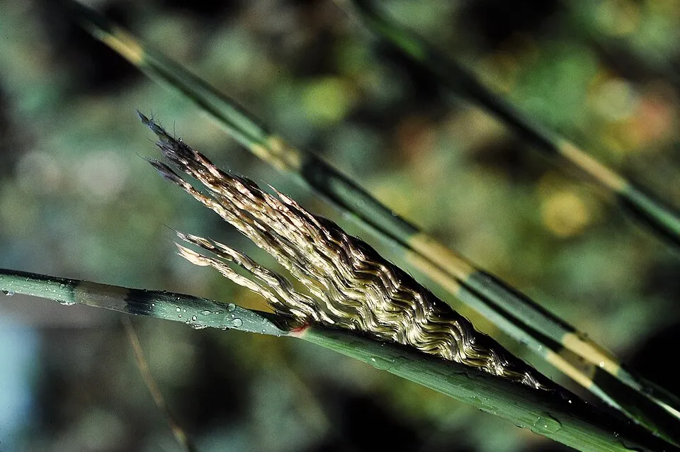 Csíkos zebrafű / Miscanthus sinensis 'Zebrinus'