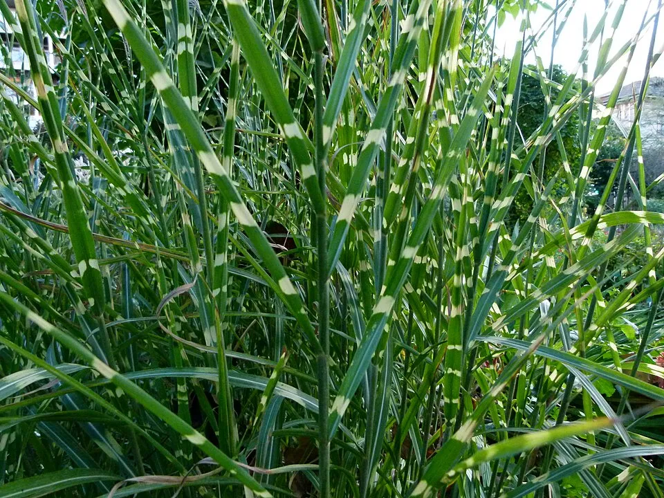 Csíkos zebrafű / Miscanthus sinensis 'Zebrinus'