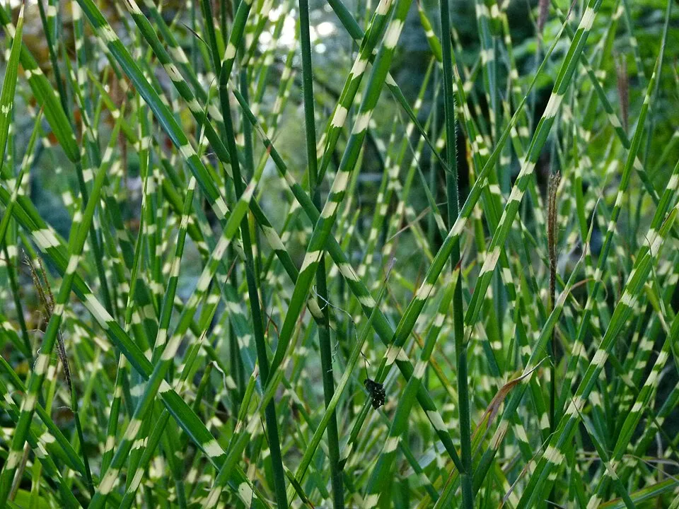 Csíkos zebrafű / Miscanthus sinensis 'Zebrinus'