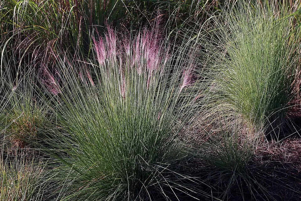 Nyugati kékperje / Molinia caerulea 'Edith Dudszus'