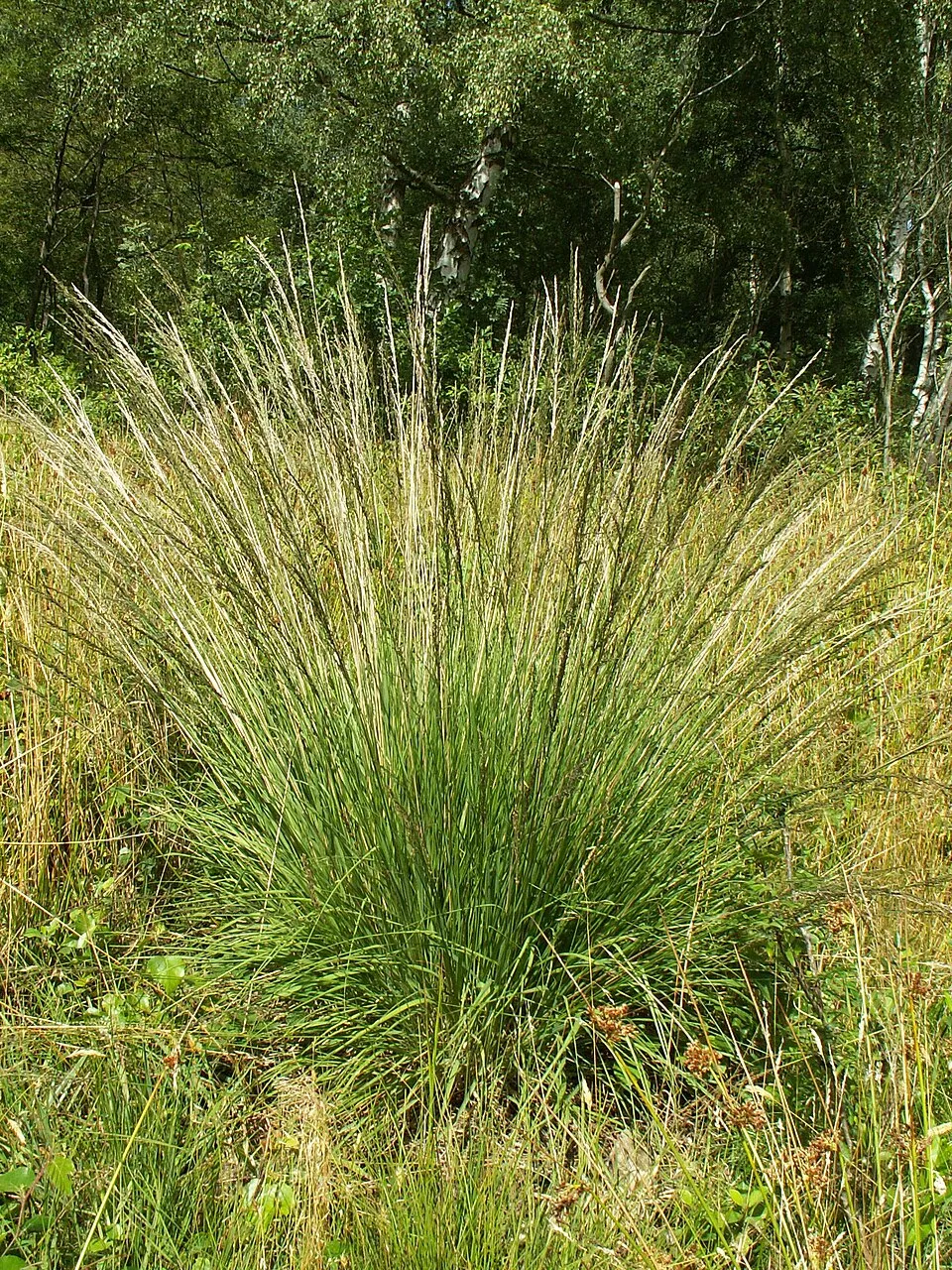 Nyugati kékperje / Molinia caerulea 'Edith Dudszus'