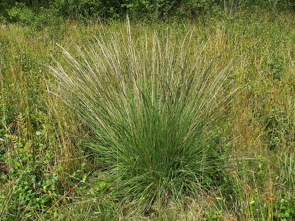 Nyugati kékperje / Molinia caerulea 'Edith Dudszus'