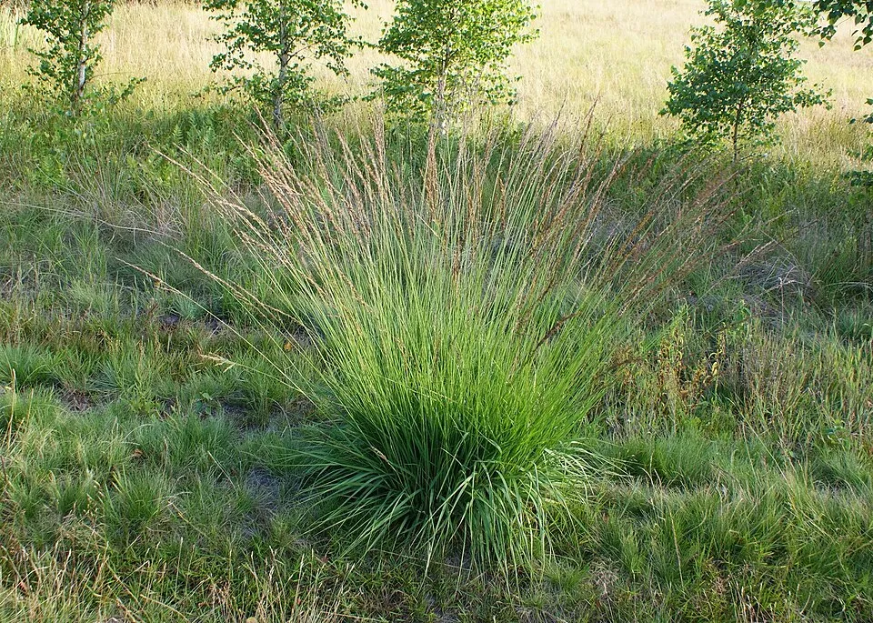Nyugati kékperje / Molinia caerulea 'Edith Dudszus'