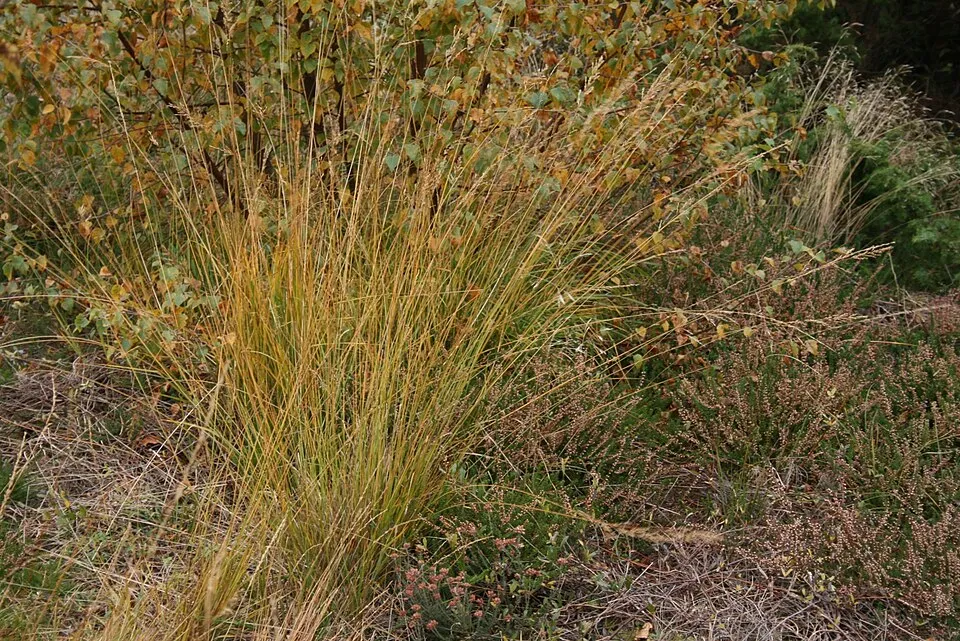 Nyugati kékperje / Molinia caerulea 'Moorhexe'