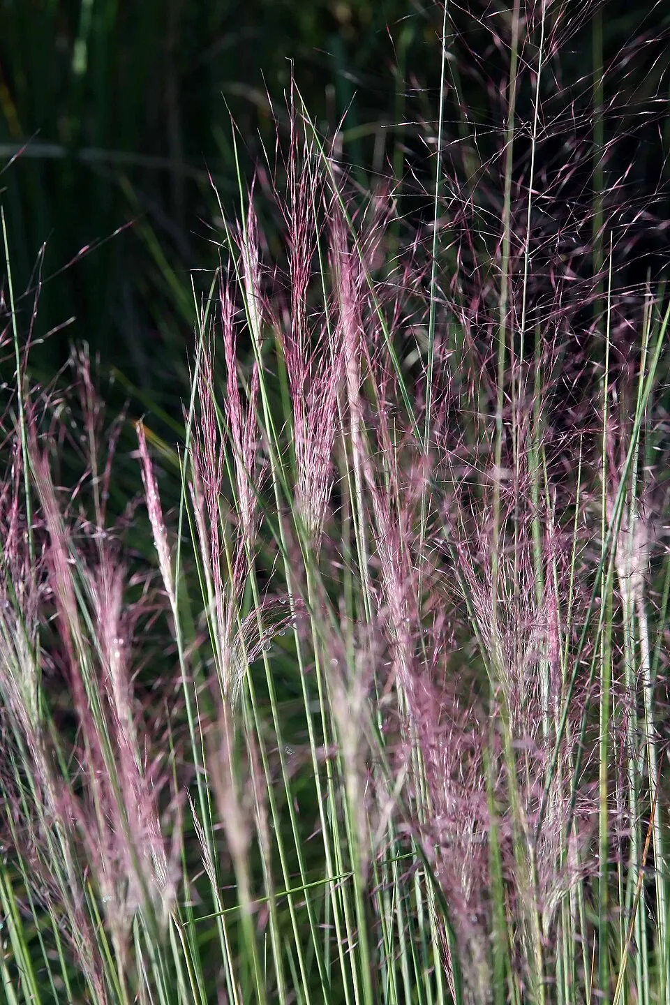 Nyugati kékperje / Molinia caerulea 'Moorhexe'