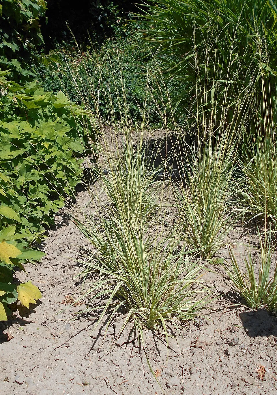 Tarka kékperje / Molinia caerulea 'Variegata'