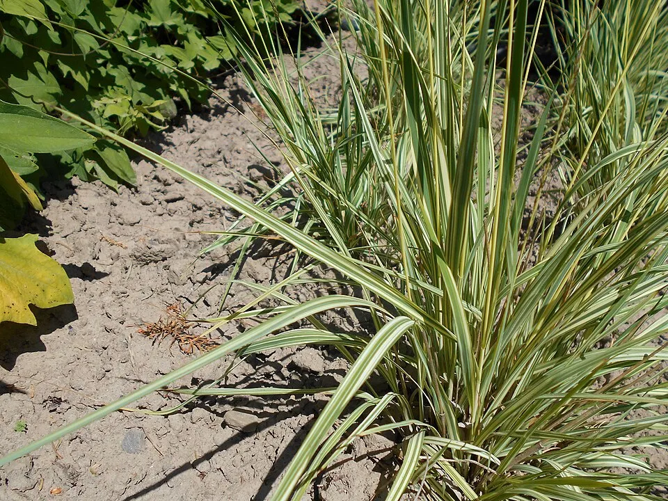 Tarka kékperje / Molinia caerulea 'Variegata'