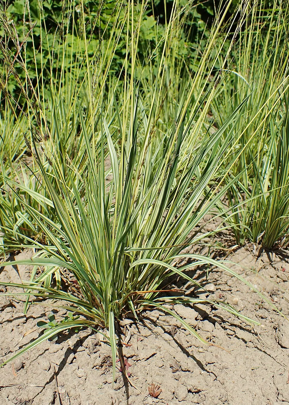 Tarka kékperje / Molinia caerulea 'Variegata'