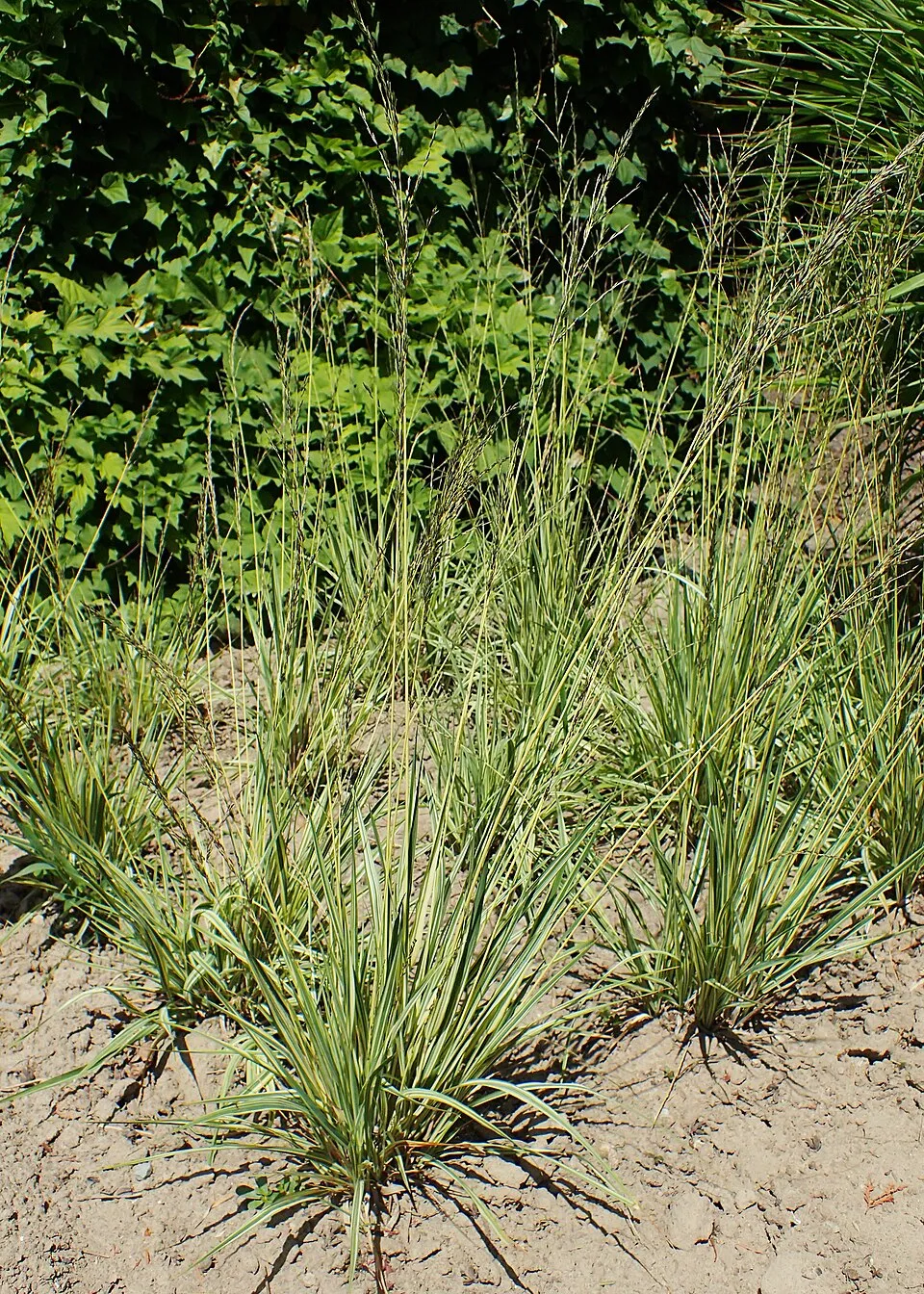 Tarka kékperje / Molinia caerulea 'Variegata'