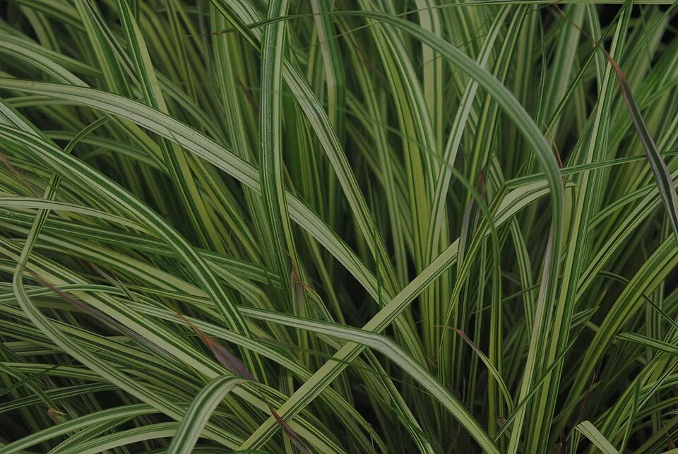 Tarka kékperje / Molinia caerulea 'Variegata'