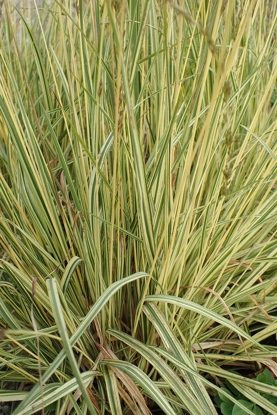 Tarka kékperje / Molinia caerulea 'Variegata'