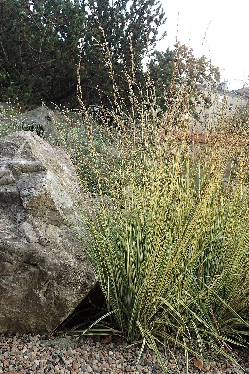 Tarka kékperje / Molinia caerulea 'Variegata'