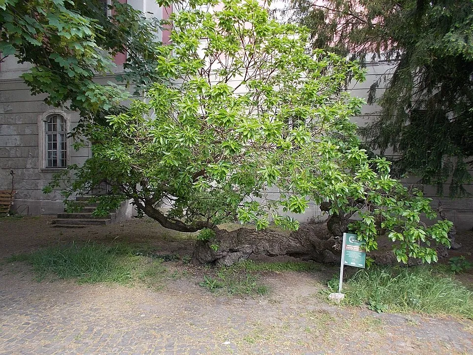 Gömb eper / Morus alba 'Fegyvernekiana'