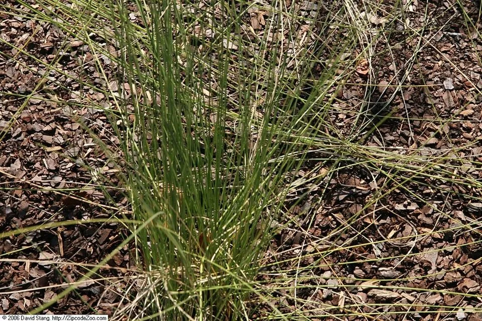 Vattacukorfű / Muhlenbergia capillaris