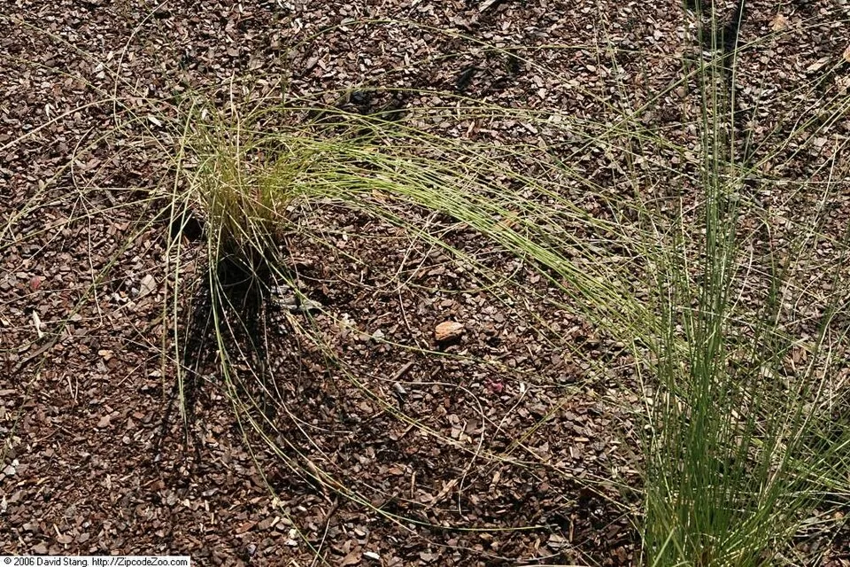 Vattacukorfű / Muhlenbergia capillaris