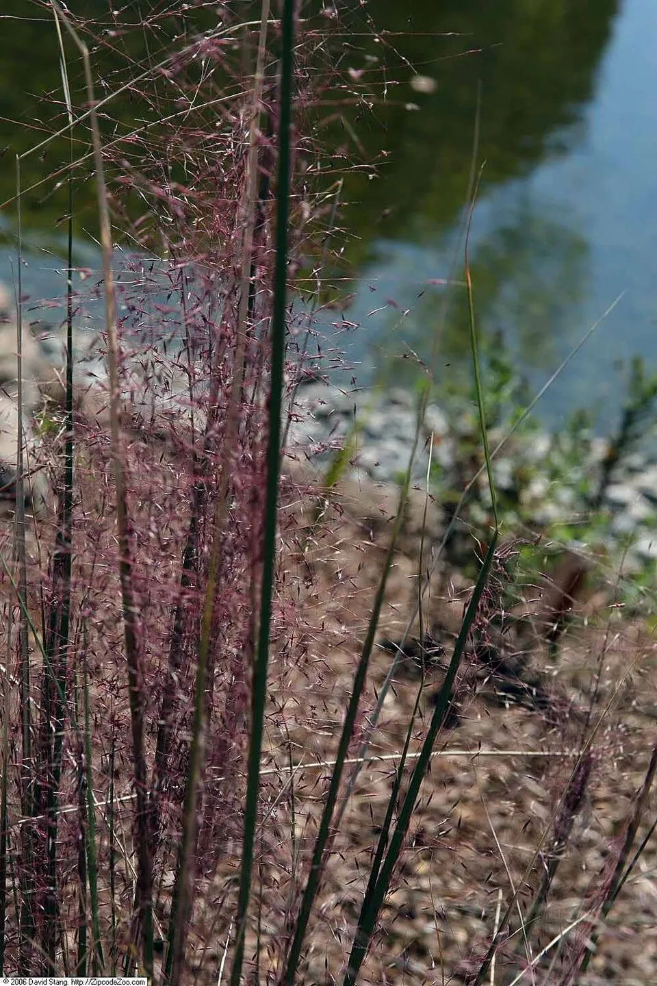 Vattacukorfű / Muhlenbergia capillaris