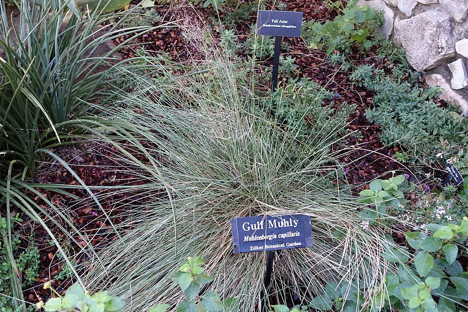 Vattacukorfű / Muhlenbergia capillaris