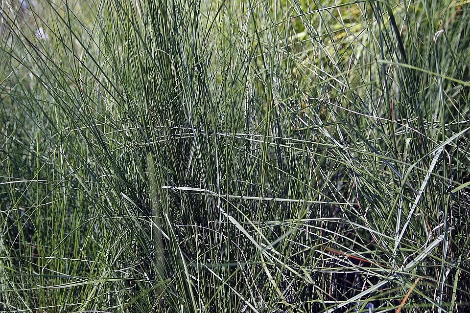 Vattacukorfű / Muhlenbergia capillaris