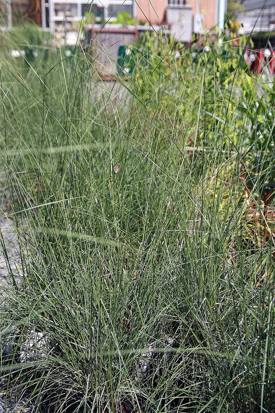 Vattacukorfű / Muhlenbergia capillaris