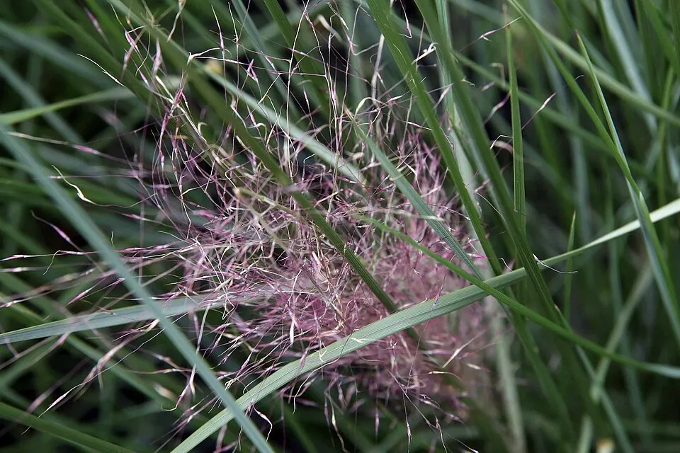 Vattacukorfű / Muhlenbergia capillaris