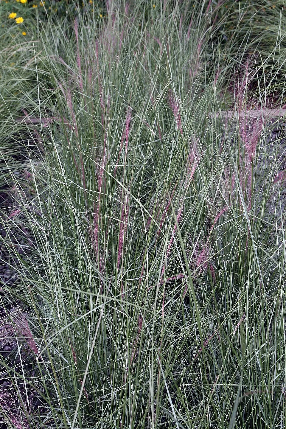 Vattacukorfű / Muhlenbergia capillaris