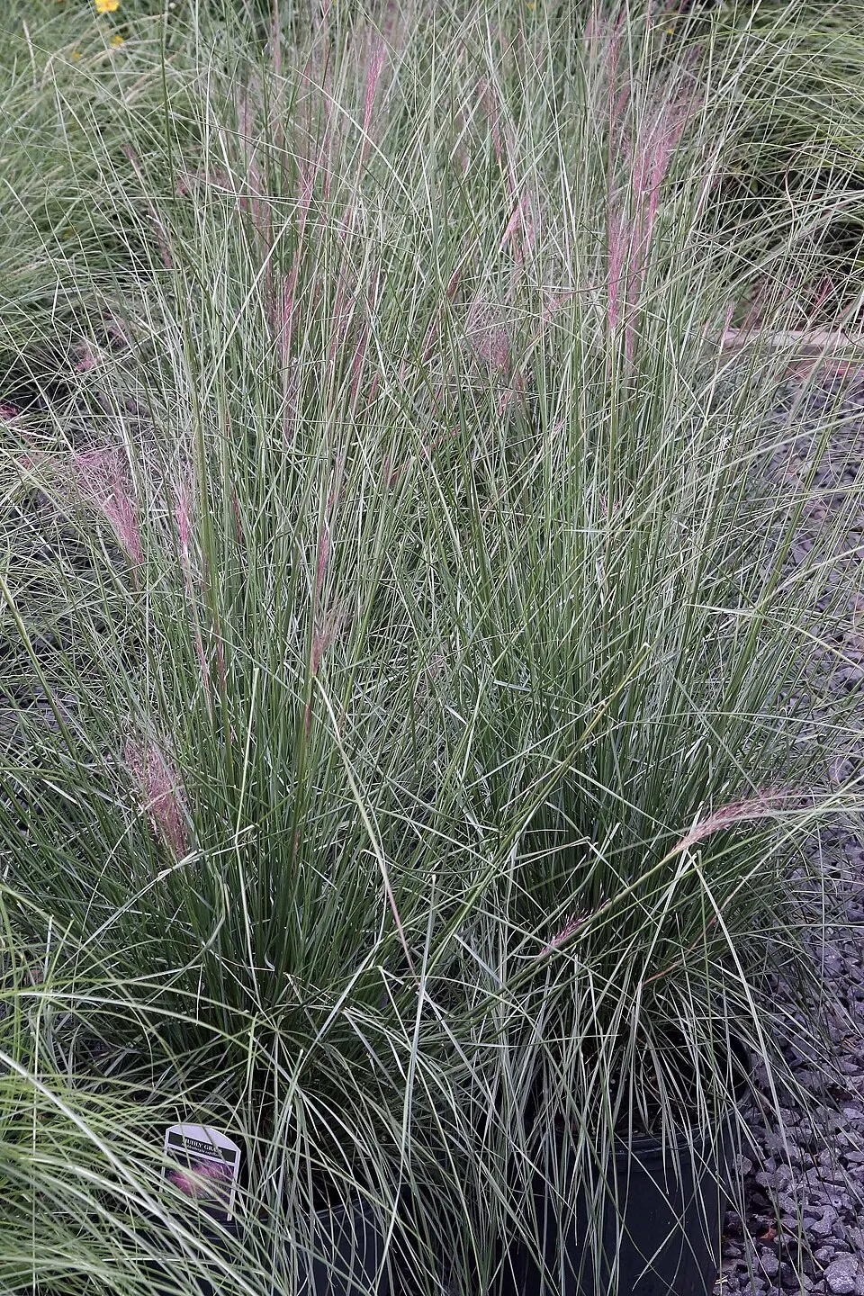 Vattacukorfű / Muhlenbergia capillaris