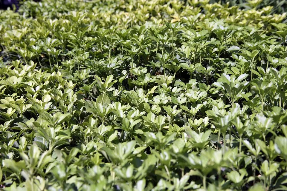 Japán kövérke / Pachysandra terminalis 'Green Carpet'