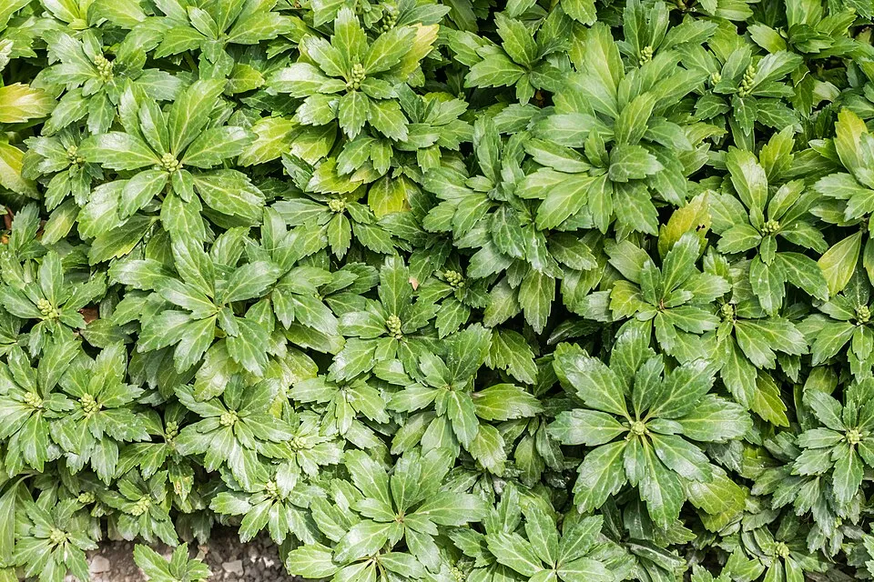 Japán kövérke / Pachysandra terminalis 'Green Carpet'